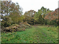 Path with recent scrub clearance