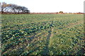 Public Footpath over a crop field