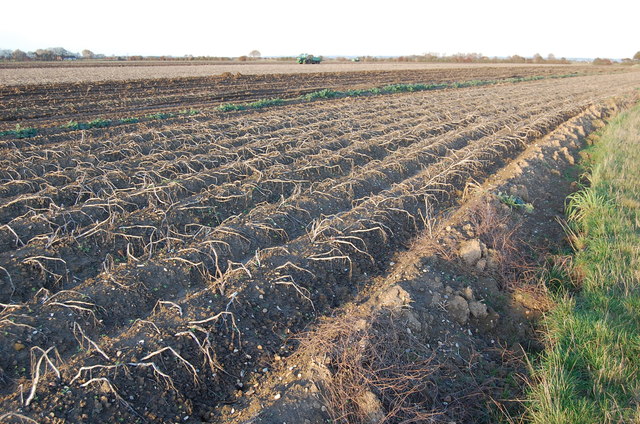 Harvested Crop Field on Romney Marsh