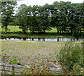 Trees on the north bank of the River Monnow SW of Llangua