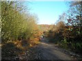 Bridle path towards Strawberry Hill