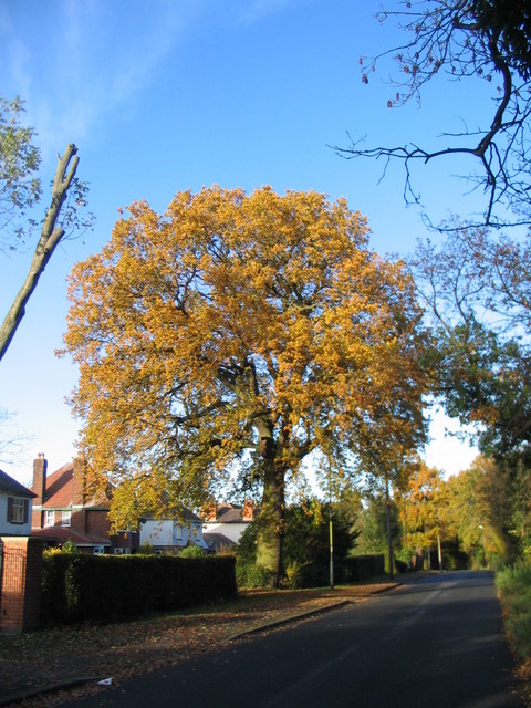 Oak, Canley Road