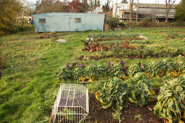 Organic vegetable garden