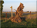 Uprooted stump near footpath signpost