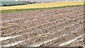 Ploughed field, Comber