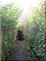 Footpath through the campsite