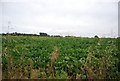 Crops near Wherstead