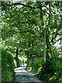 The lane to Llwyn-y-groes, Ceredigion