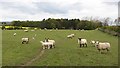 Sheep, Eshott