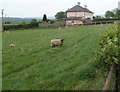 SO4209 : Sheep in a field on the north side of Castle View near Raglan by Jaggery