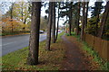 Leafy walk by Shipton Road