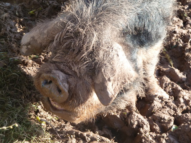 Happy as a pig in ......