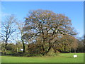 Oak by Tutbury Avenue