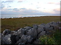 Salt marsh beyond the sea wall at Knott End