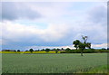 SP1758 : Wheat Field by Nigel Mykura
