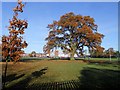 Rugby-Harris School Oak Tree