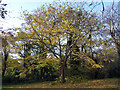 Autumnal Streatham Common (7)