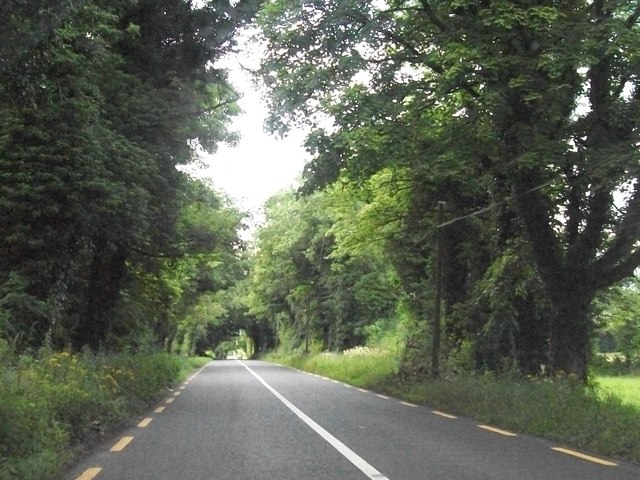 The tree lined R162 near Germanagh, Co Meath