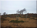 SD3684 : Bog, bracken and birches, Bigland Allotment by Karl and Ali