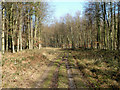 SU9015 : Track, East Dean Wood by Robin Webster