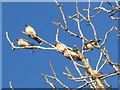 Waxwings near Gosforth Business Park