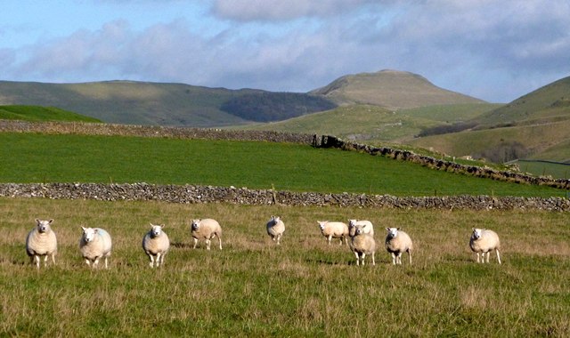 Sheep in a line