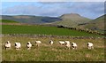 SK0979 : Sheep in a line by Graham Hogg