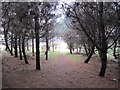 Footpath through Unnamed Plantation