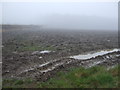 Waterlogged field near Staindale Grange