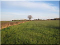 View towards Crown Farm