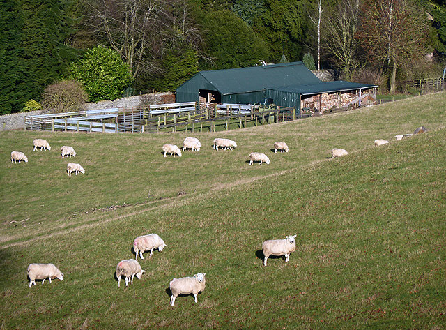 Sheep at Bridgelands