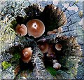 Fungi inside a fence strainer post