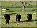 Bullocks near Selkirk