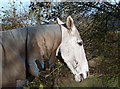 A horse at Bridgelands