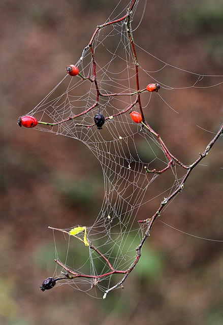 A spider's web at Ravenswood Haugh