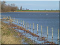 TL2798 : Fence and flood water on Whittlesey Wash - The Nene Washes by Richard Humphrey