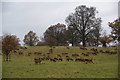 SE2869 : Some of the deer in Studley Royal by Bill Boaden