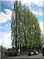 Lombardy Poplars, Newton Road