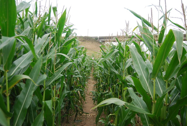 Footpath through tall corn