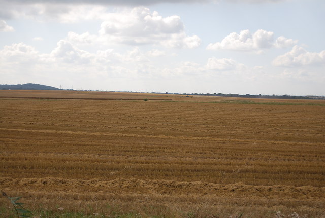 Expansive harvested wheat