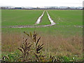 SE9719 : Winter Wheat near Horkstow by David Wright