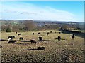 Livestock near Walnut Farm