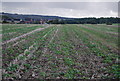 Farmland, Lower Bush