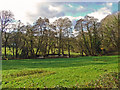 Trees on Afon Duad, Pont Baldwyn