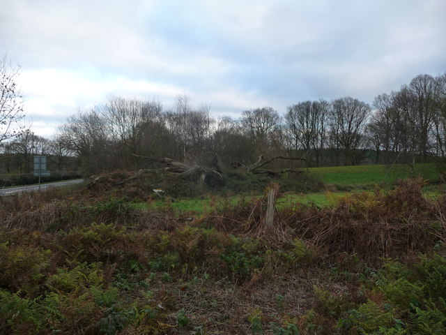 The decaying Mawley Oak near Cleobury Mortimer
