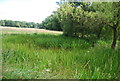 Pond, Dunsfold Common