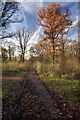 Path in Green Lane Wood