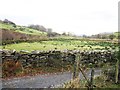 Field south west of  Y-Bryn