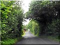 The tree lined Boho road