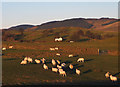 SD5398 : Sheep north of Poppy Farm by Karl and Ali